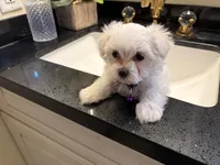Gigi, a female Maltese for sale in Colton, CA – 2 of 10