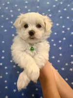 Bon Bon, a male Maltese for sale in Colton, CA – 2 of 9