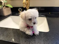 Duchess , a female Maltese for sale in Colton, CA – 2 of 8