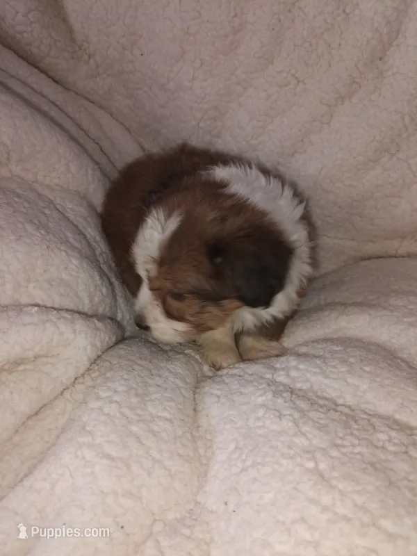 Cavachon/ Yorkie – Yorkshire Terrier, Cavachon puppy for sale in Ocala, FL