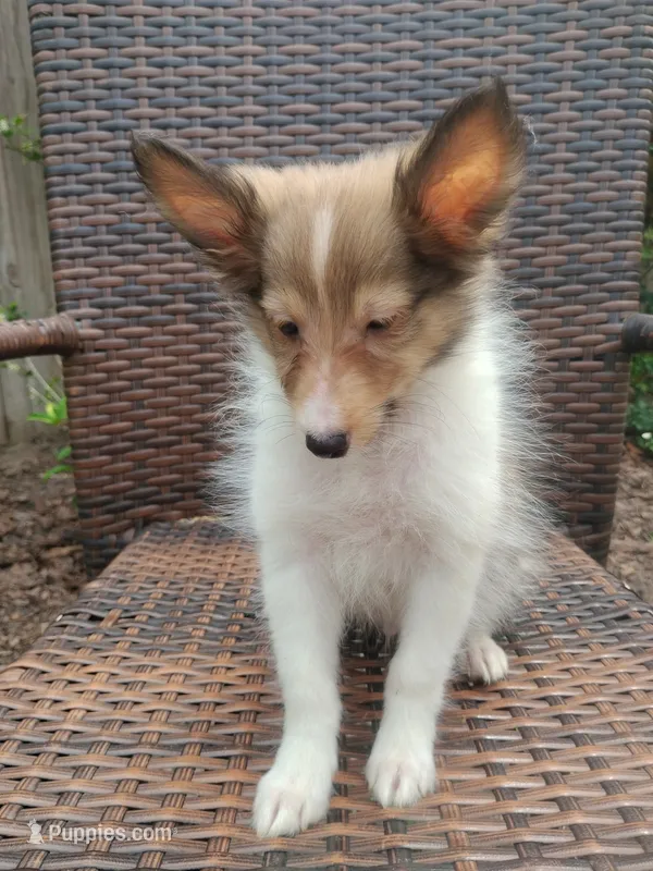 Tiny Tony – Shetland Sheepdog puppy for sale in Ocala, FL