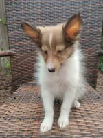 Tiny Tony, a male Shetland Sheepdog for sale in Ocala, FL – 1 of 5
