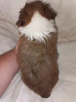 Cavachon/ Yorkie, a female Yorkshire Terrier and Cavachon for sale in Ocala, FL – 2 of 3