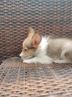 Tiny Todd, a male Shetland Sheepdog for sale in Ocala, FL – 3 of 6