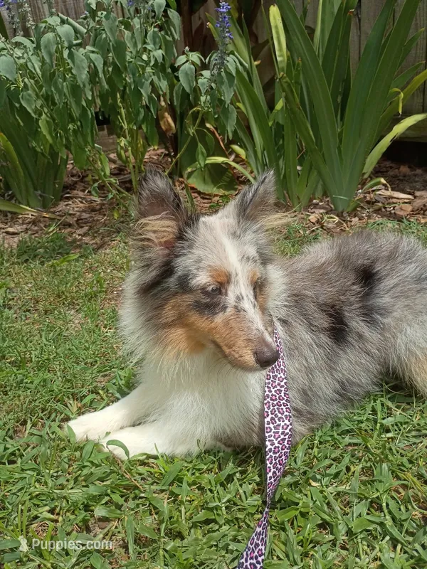 Joy AKC – Shetland Sheepdog puppy for sale in Ocala, FL