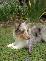Joy AKC, a female Shetland Sheepdog for sale in Ocala, FL – 1 of 3