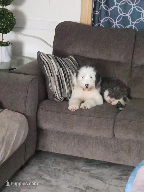 AKC Molly – Old English Sheepdog puppy for sale in Ocala, FL
