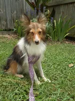Vivian AKC, a female Shetland Sheepdog for sale in Ocala, FL – 2 of 3