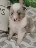 Little Lizzy , a female Shetland Sheepdog for sale in Ocala, FL – Photo 1 of 5