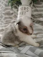 Little Lizzy , a female Shetland Sheepdog for sale in Ocala, FL – Photo 3 of 5