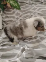 Little Lizzy , a female Shetland Sheepdog for sale in Ocala, FL – Photo 2 of 5