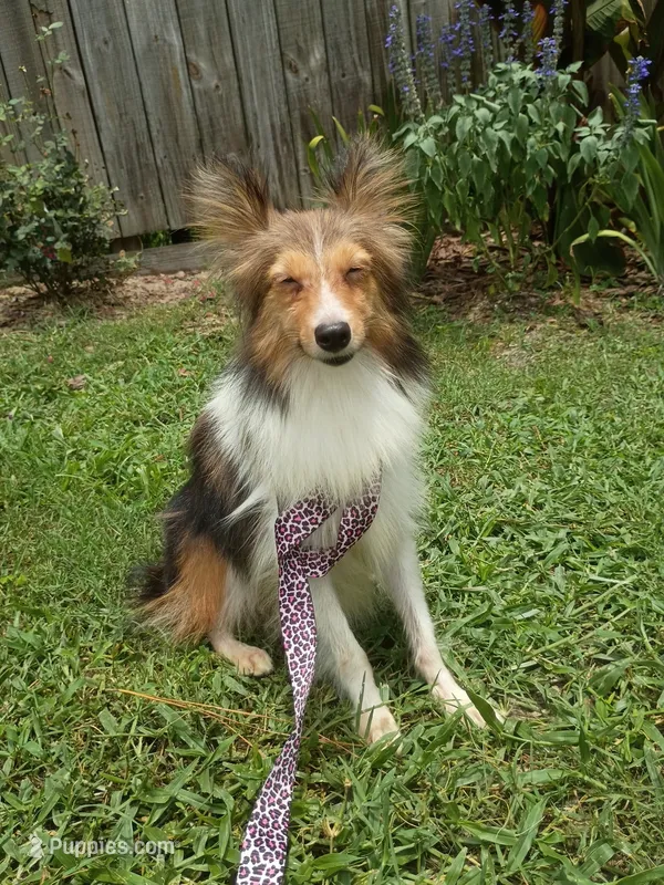 Vivian AKC, a female Shetland Sheepdog for sale in Ocala, FL – 1 of 3