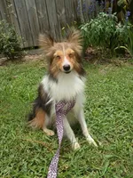 Vivian AKC, a female Shetland Sheepdog for sale in Ocala, FL – 1 of 3
