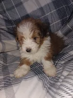 Cavachon/ Yorkie, a male Yorkshire Terrier and Cavachon for sale in Ocala, FL – 2 of 3