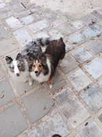 AKC Lassie, a female Shetland Sheepdog for sale in Ocala, FL – 4 of 4