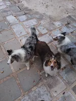 AKC Lassie, a female Shetland Sheepdog for sale in Ocala, FL – 3 of 4