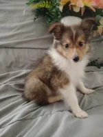 Little Lilly (2.5 lbs), a female Shetland Sheepdog for sale in Ocala, FL – Photo 2 of 5