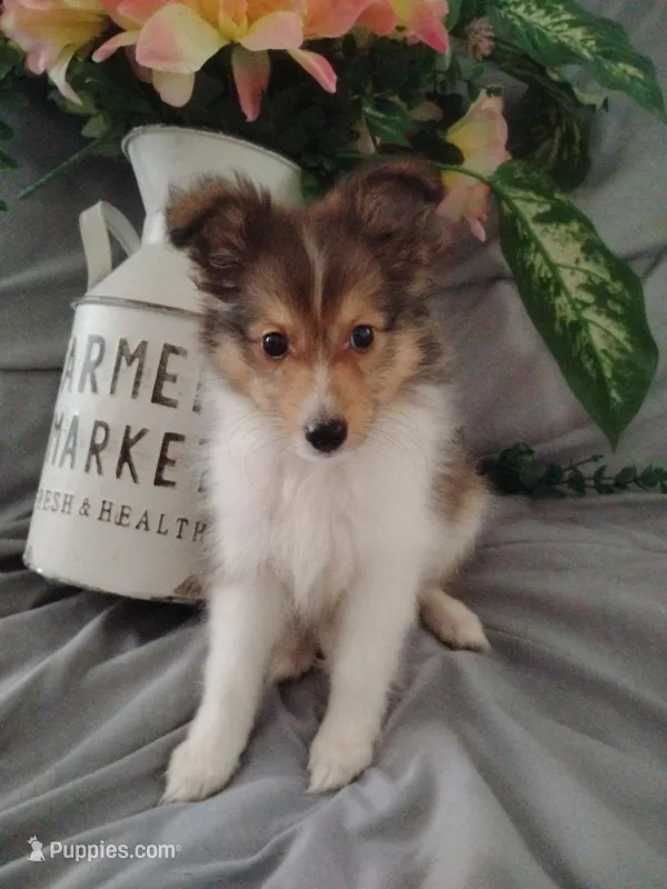 Little Lilly (2.5 lbs) – Shetland Sheepdog puppy for sale in Ocala, FL