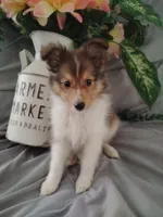 Little Lilly (2.5 lbs), a female Shetland Sheepdog for sale in Ocala, FL – Photo 1 of 5