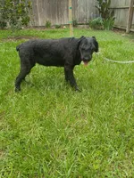 Sasha, a female Giant Schnauzer for sale in Ocala, FL – 2 of 3