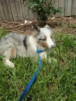 Arlo AKC, a male Shetland Sheepdog for sale in Ocala, FL – 2 of 3