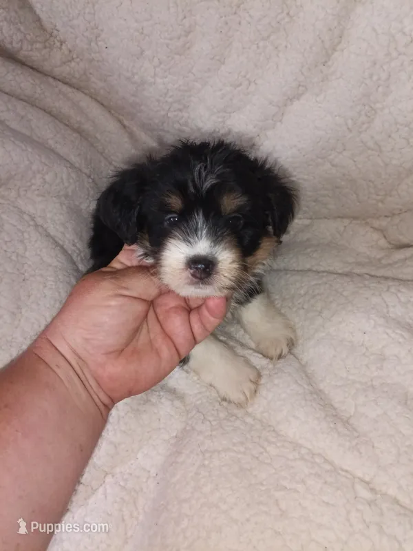 Cavachon/ Yorkie – Yorkshire Terrier, Cavachon puppy for sale in Ocala, FL