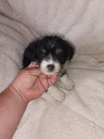 Cavachon/ Yorkie, a female Yorkshire Terrier and Cavachon for sale in Ocala, FL – 1 of 4