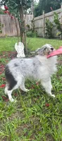 Little Willow , a female Shetland Sheepdog for sale in Ocala, FL – 2 of 3
