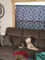 AKC Molly, a female Old English Sheepdog for sale in Ocala, FL – 3 of 3