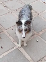 Riley AKC, a female Shetland Sheepdog for sale in Ocala, FL – 2 of 4