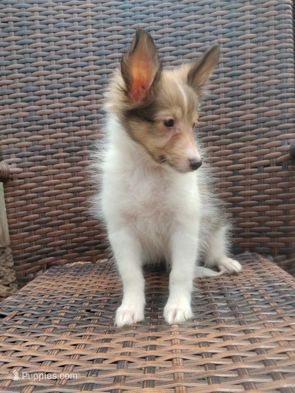 Tiny Todd – Shetland Sheepdog puppy for sale in Ocala, FL