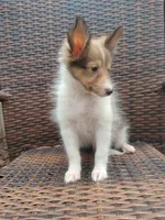 Tiny Todd, a male Shetland Sheepdog for sale in Ocala, FL – 1 of 6