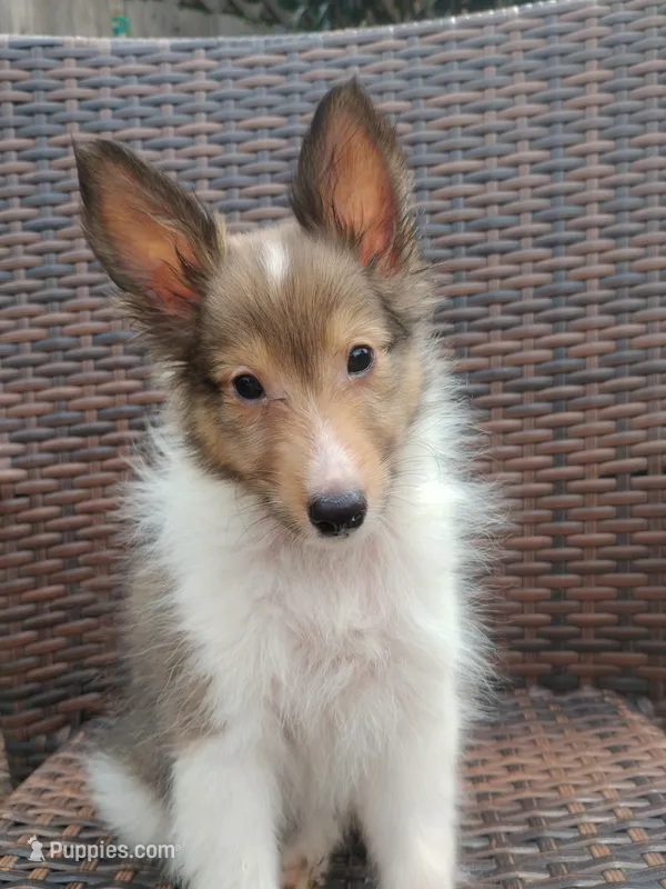 Tiny Ted  – Shetland Sheepdog puppy for sale in Ocala, FL