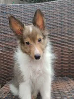 Tiny Ted , a male Shetland Sheepdog for sale in Ocala, FL – 1 of 6