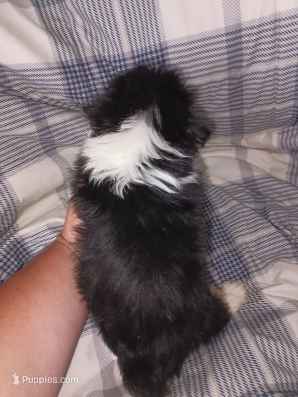 Cavachon/ Yorkie, a male Yorkshire Terrier and Cavachon for sale in Ocala, FL – 1 of 2