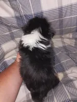 Cavachon/ Yorkie, a male Yorkshire Terrier and Cavachon for sale in Ocala, FL – 1 of 2