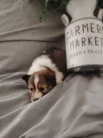 Little Layla, a female Shetland Sheepdog for sale in Ocala, FL – Photo 2 of 6