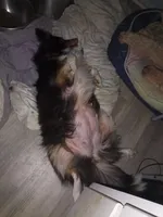 Little Layla, a female Shetland Sheepdog for sale in Ocala, FL – Photo 6 of 6