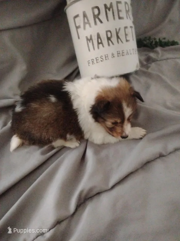 Little Layla – Shetland Sheepdog puppy for sale in Ocala, FL