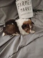 Little Layla, a female Shetland Sheepdog for sale in Ocala, FL – Photo 1 of 6