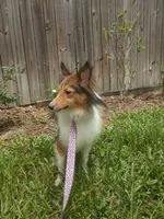 Kitty AKC, a female Shetland Sheepdog for sale in Ocala, FL – 3 of 3