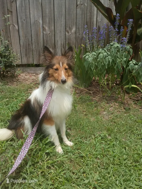 Kitty AKC – Shetland Sheepdog puppy for sale in Ocala, FL