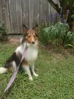 Kitty AKC, a female Shetland Sheepdog for sale in Ocala, FL – 1 of 3