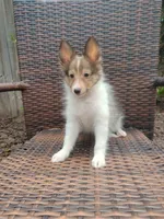 Tiny Tony, a male Shetland Sheepdog for sale in Ocala, FL – 3 of 5