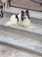 AKC Lassie, a female Shetland Sheepdog for sale in Ocala, FL – 2 of 4