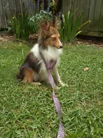 Vivian AKC, a female Shetland Sheepdog for sale in Ocala, FL – 3 of 3