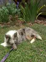 Joy AKC, a female Shetland Sheepdog for sale in Ocala, FL – 2 of 3