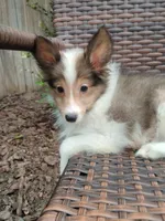 Tiny Tye, a male Shetland Sheepdog for sale in Ocala, FL – 3 of 5
