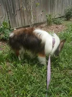 Kitty AKC, a female Shetland Sheepdog for sale in Ocala, FL – 2 of 3