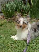 Joy AKC, a female Shetland Sheepdog for sale in Ocala, FL – 3 of 3